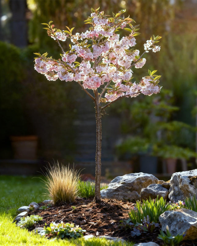 Prunus incisa Koujou-no-mai – Terrassenpflanze – sommergrün – winterhart – weiße Blüte – Topf 19cm Höhe 90cm