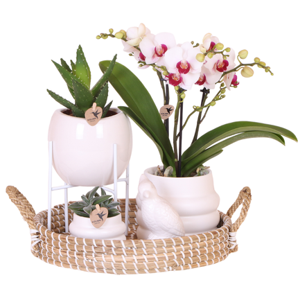 Set regalo Large White | orchidea Gibraltar Ø9cm + piante verdi – incl. vasi decorativi, supporto & vassoio in vimini – fresco dal coltivatore
