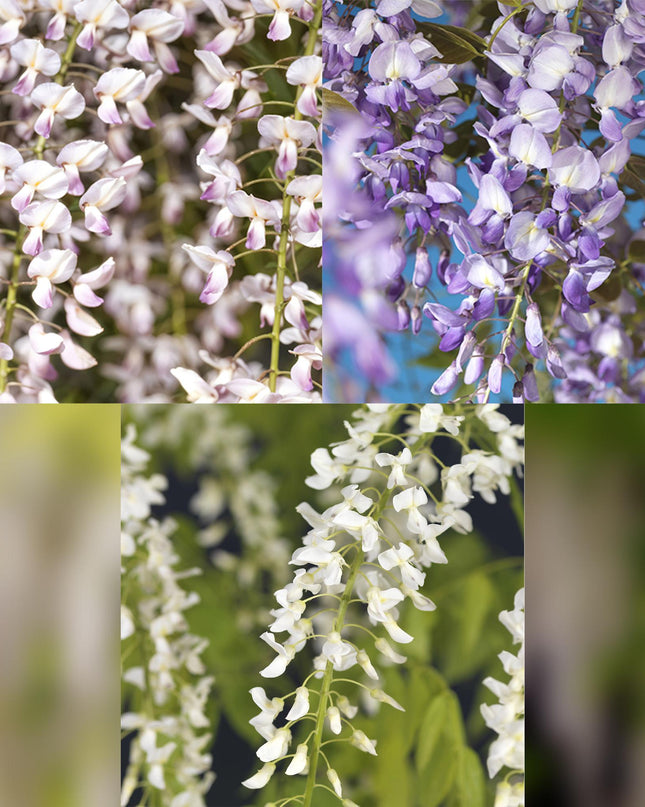 Blauwe regen - 3 planten - Wisteria floribunda Tricolour - Bloemen Blauw Roze Wit  - Pot 11cm Hoogte 40cm
