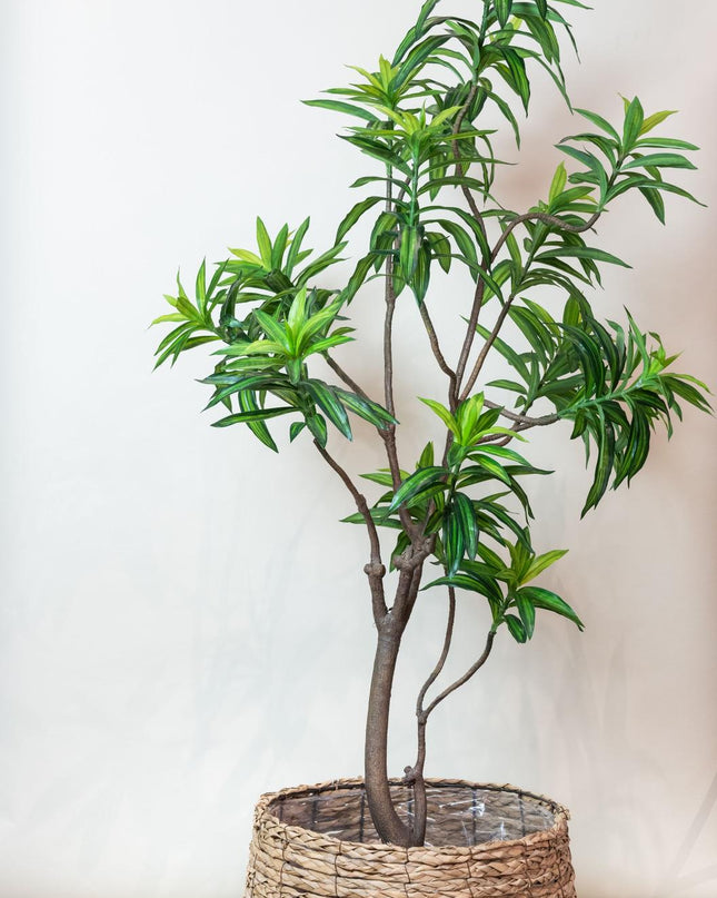 Kunstplant - Dracaena - Drakenboom - ↕ 190 cm