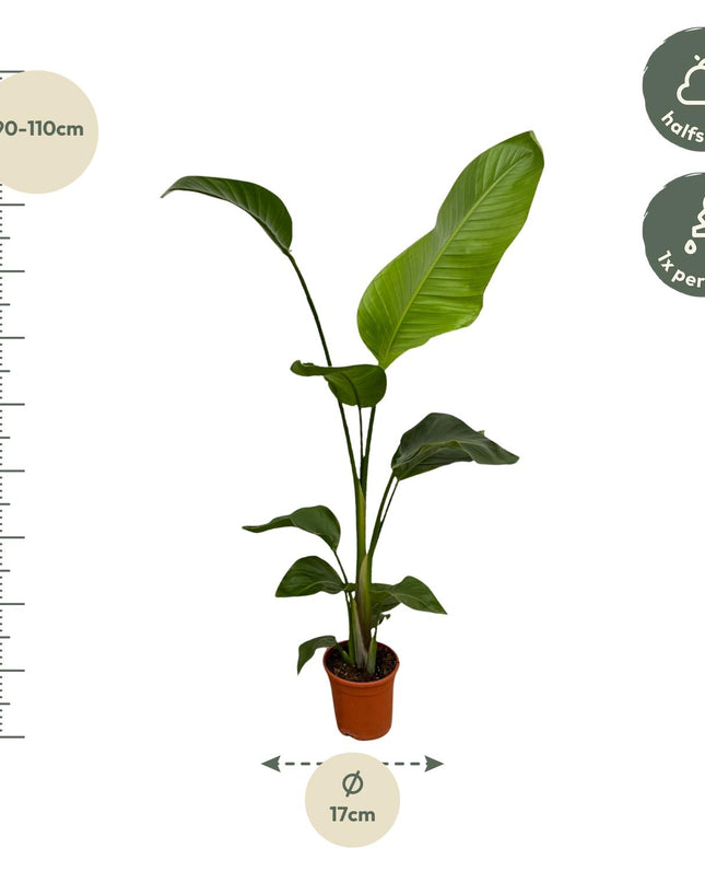 2x Strelitzia Nicolai - 100 cm - Ø17
