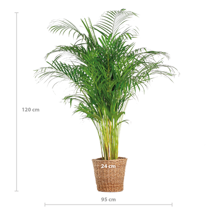 Areca Palm (dypsis) XL met mand Torun - 120cm - Ø24