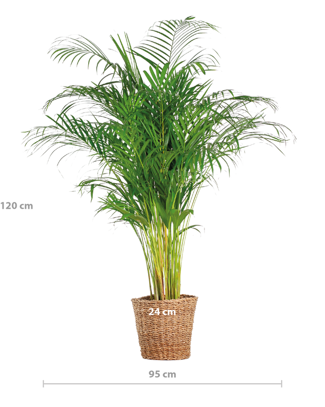 Areca Palm (dypsis) XL met mand Torun - 120cm - Ø24
