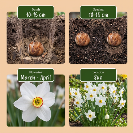 240x Narcissus Recurvus - White pheasant's eye - White - Spring-flowering - Bulb size 10/12