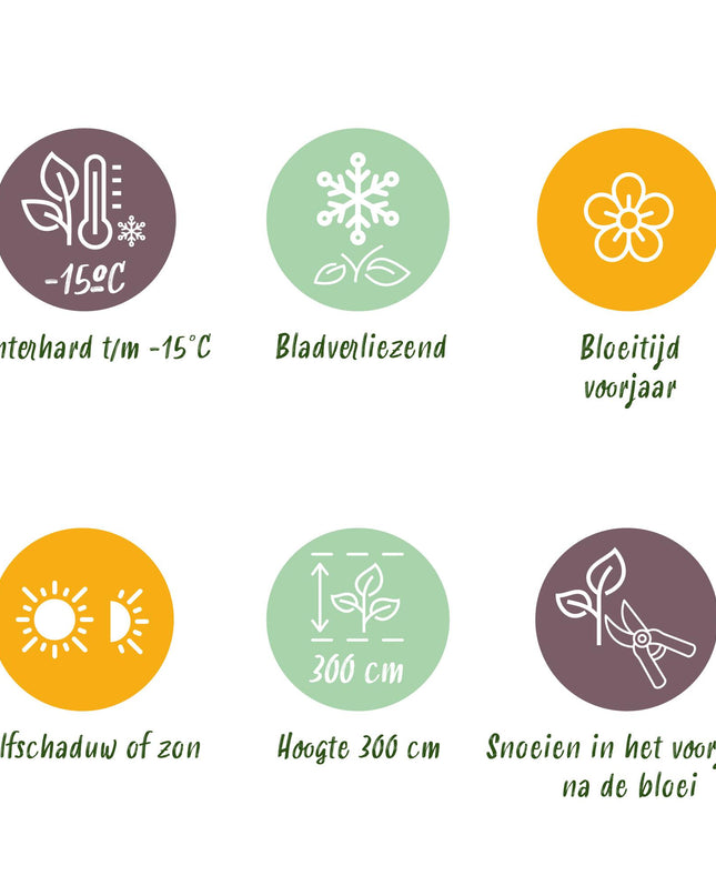 Magnolia Tricolore - Fiore Bianco-Rosa-Viola - 3 pezzi - Vaso 12 cm Altezza 30 cm