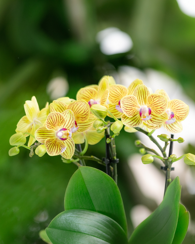 Kolibri Orchids - Surprise box mix - planten voordeel box - verrassingsbox met 4 verschillende orchideeën - vers van de kweker