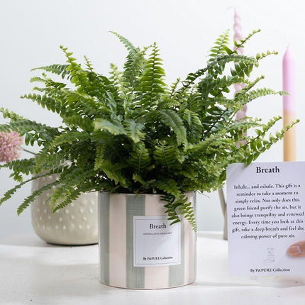 Nephrolepis Green Lady Gift "Breath" met wenskaart - Ø12cm - ↕35cm