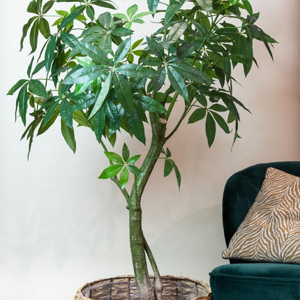 Kunstplant - Pachira Aquatica - Geldboom - ↕ 150 cm