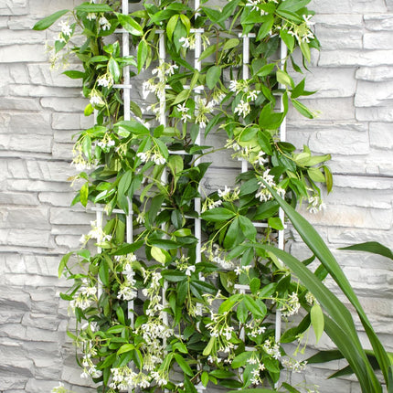 Trachelospermum 'Star of Venice' - Toscaanse Jasmijn Wit - Ø15cm - ↕65cm