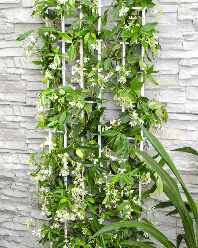 Trachelospermum 'Star of Venice' - Toscaanse Jasmijn Wit - Ø15cm - ↕65cm