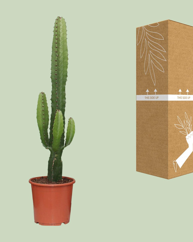 Euphorbia Acrurensis - Ø17cm - ↕50cm