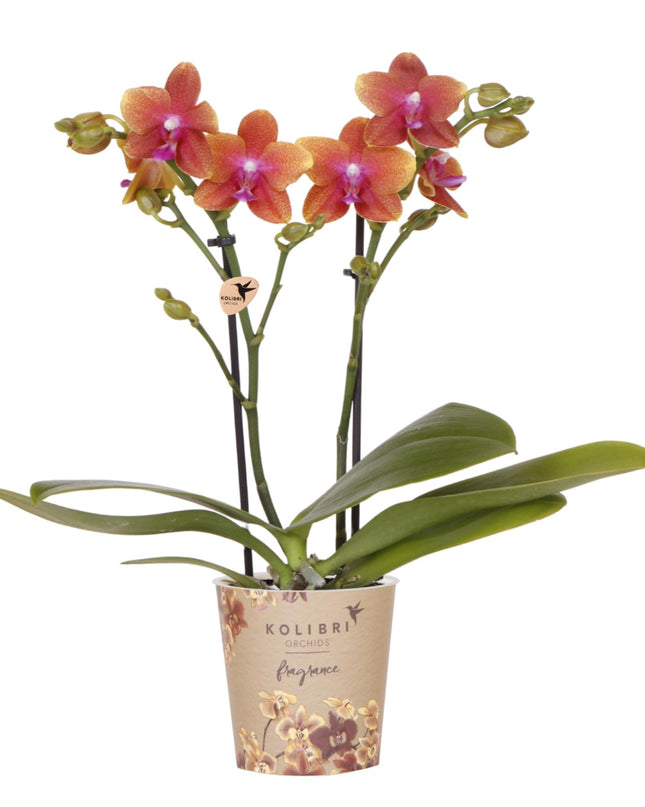 Kolibri Orchids | oranje geurende Phalaenopsis orchidee - Fragrance - potmaat Ø9cm | bloeiende kamerplant - vers van de kweker