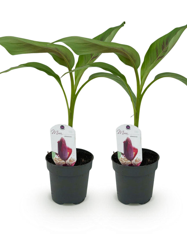 Bananen plant - 2 planten Musa sikkemensis Red Tiger - Winterhard - Pot 12cm Hoogte 30cm