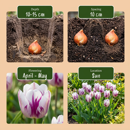 120x Tulipa Flaming Flag – Tulpe Flammende Flagge – Weiß und Violett – Frühjahrsblüher – Zwiebelgröße 11/12