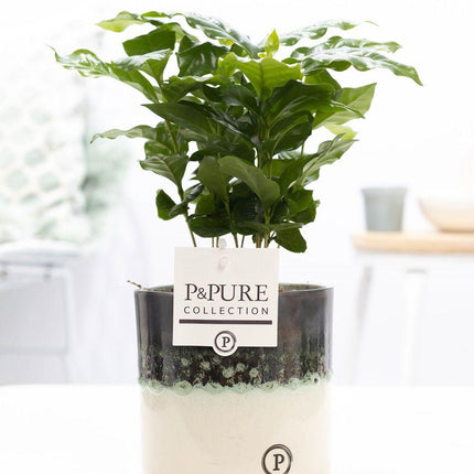 Coffea Arabica incl. keramieke pot P&PURE Illusion Cer. - Ø12cm - ↕20cm