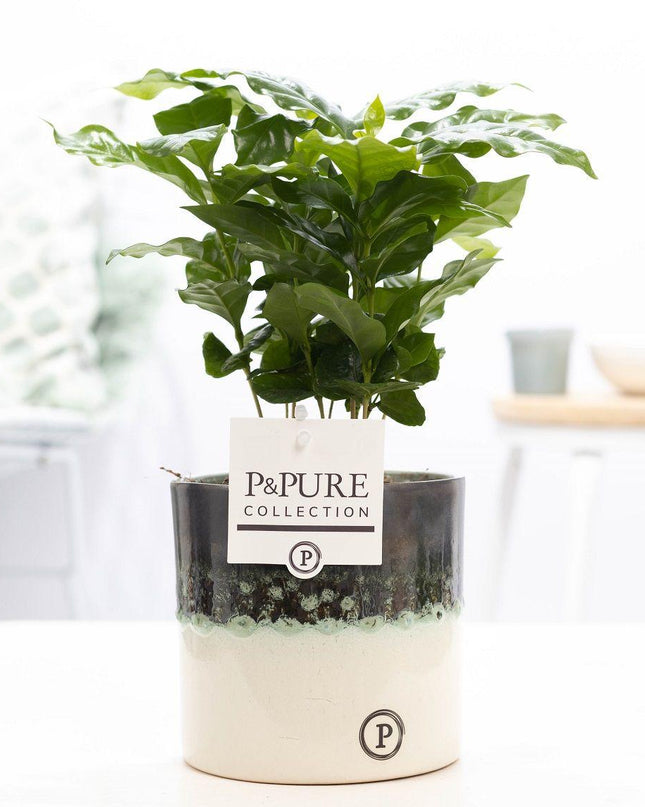 Coffea Arabica incl. keramieke pot P&PURE Illusion Cer. - Ø12cm - ↕20cm