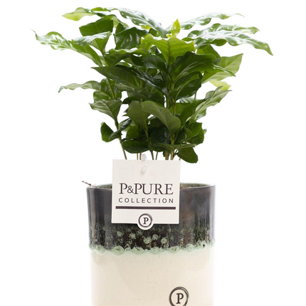 Coffea Arabica incl. keramieke pot P&PURE Illusion Cer. - Ø12cm - ↕20cm