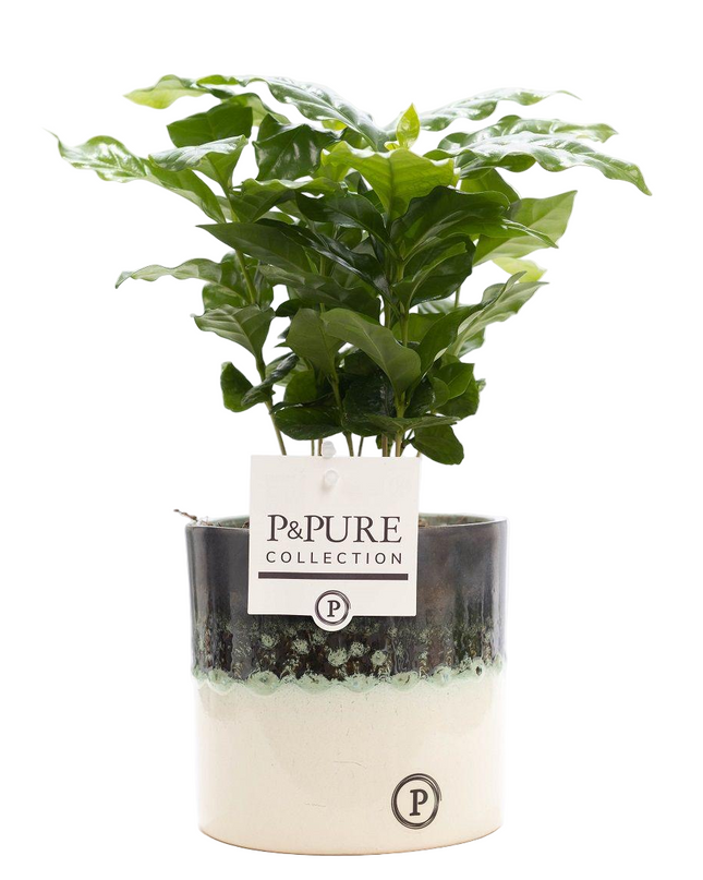 Coffea Arabica incl. keramieke pot P&PURE Illusion Cer. - Ø12cm - ↕20cm