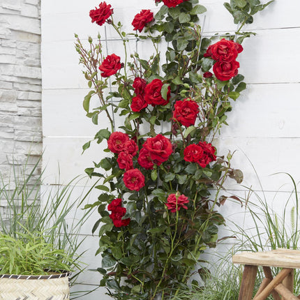 Rosa Crazy in love 'Red' - Rode Roos - Ø15cm - ↕65cm
