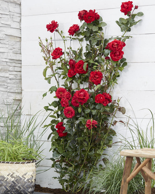 Rosa Crazy in love 'Red' - Rode Roos - Ø15cm - ↕65cm