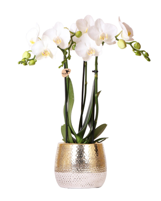 Kolibri Orchids | witte Phalaenopsis orchidee – Amabilis + Elite pot gold – potmaat Ø9cm – 40cm hoog | bloeiende kamerplant in bloempot - vers van de kweker