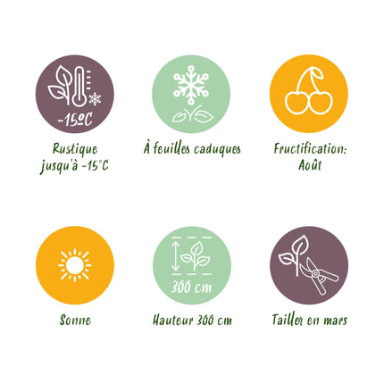 Gele Kiwi Fruitplant - 2 planten - Actinidia deliciosa Golden Kiwi - Gele Vrucht - Pot 15cm Hoogte 50cm