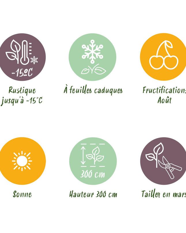 Gele Kiwi Fruitplant - 2 planten - Actinidia deliciosa Golden Kiwi - Gele Vrucht - Pot 15cm Hoogte 50cm