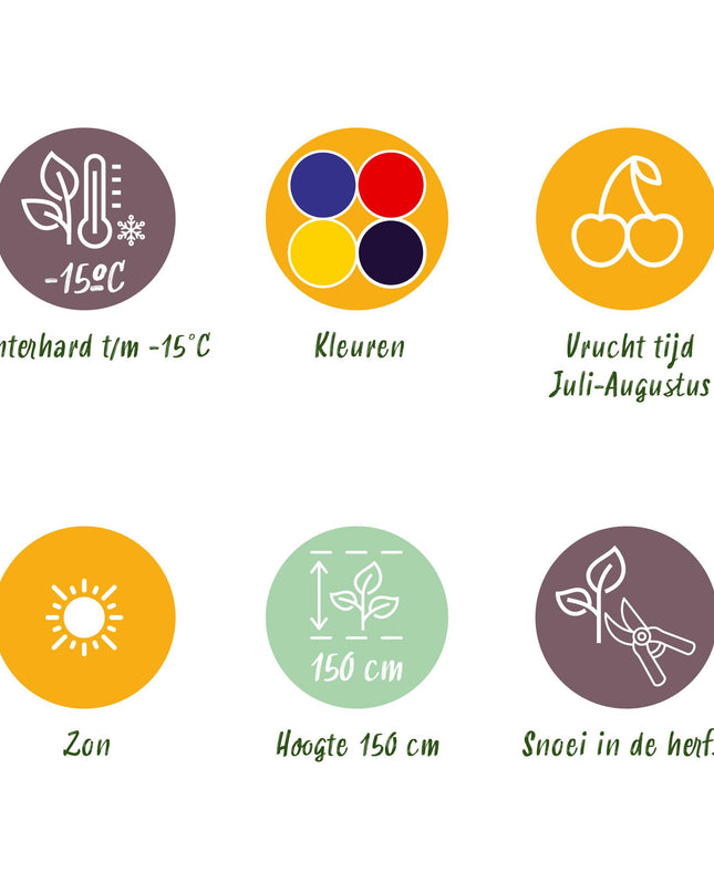 Fruit plants mix deal 4 plants - Red Currant/Yellow Raspberry/Blackberry/Blueberry - Hardy - 4 Plants - Pot 9cm