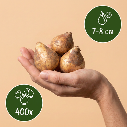 400x Scilla Siberica - Siberian squill - Blue - Naturalizing bulb - Bulb size 7/8