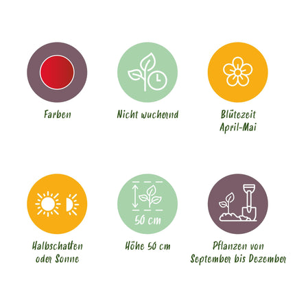 Bloembollen - Tulp Triumph Red - Kleur Rood - 15 stuks - Bolmaat 11/12 - XXL Pack