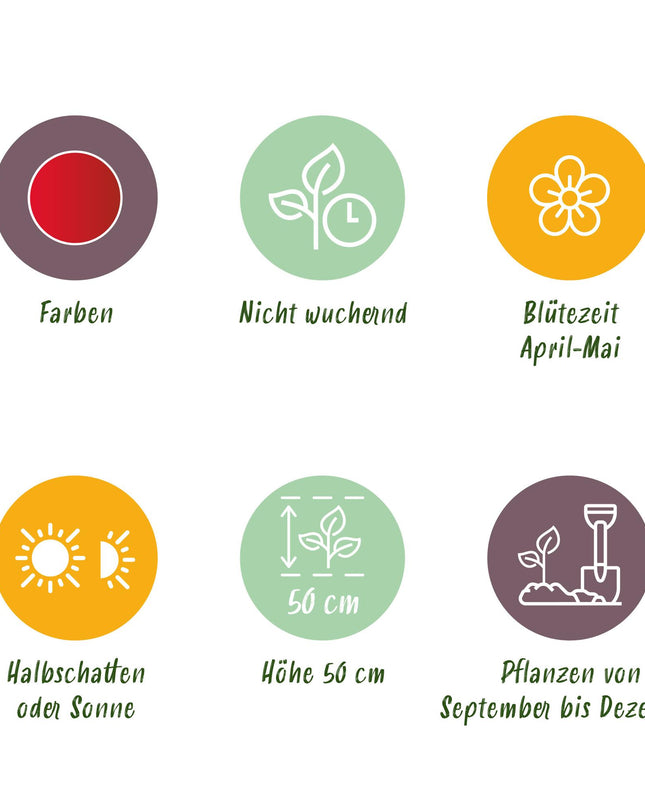 Bloembollen - Tulp Triumph Red - Kleur Rood - 15 stuks - Bolmaat 11/12 - XXL Pack