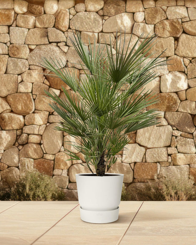 Chamaerops Humilis - 150cm- ø30