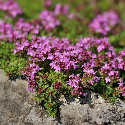 24x Thymus praecox 'Coccineus' - ↕10-25cm - Ø9cm