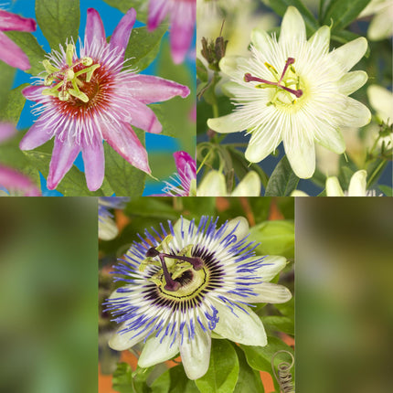 Passiflora - Passiflora Tricolore - Fiore Rosa Bianco Viola - Bassa manutenzione - 3 piante - Vaso 11cm Altezza 40cm