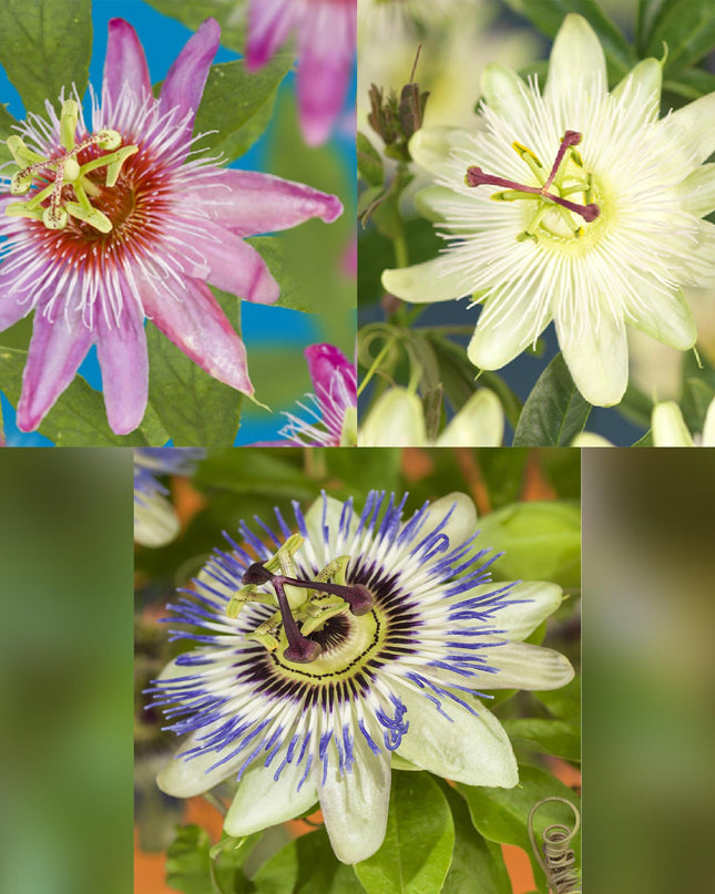 Passionflower - Passiflora Tricolour - Flower Pink White Purple - Low maintenance - 3 plants - Pot 11cm Height 40cm