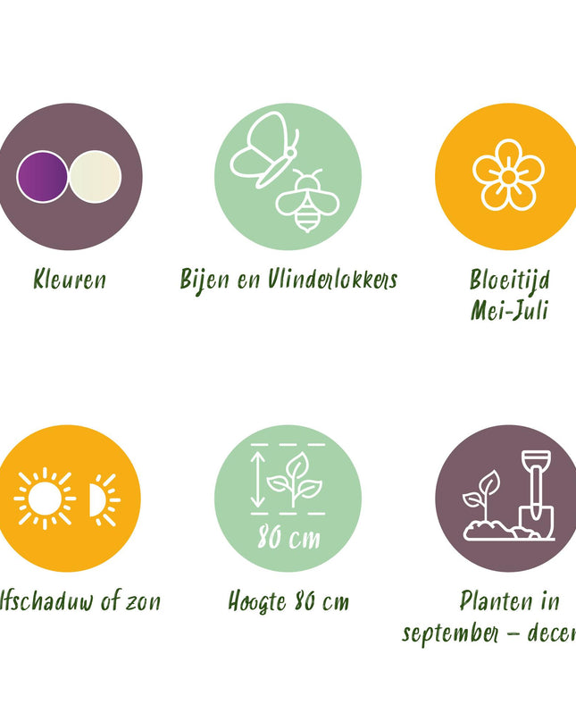 Bloembollen - Allium Purple White Mix - Kleur Paars en Wit - 15 stuks - Bolmaat 10/12 - XXL Pack