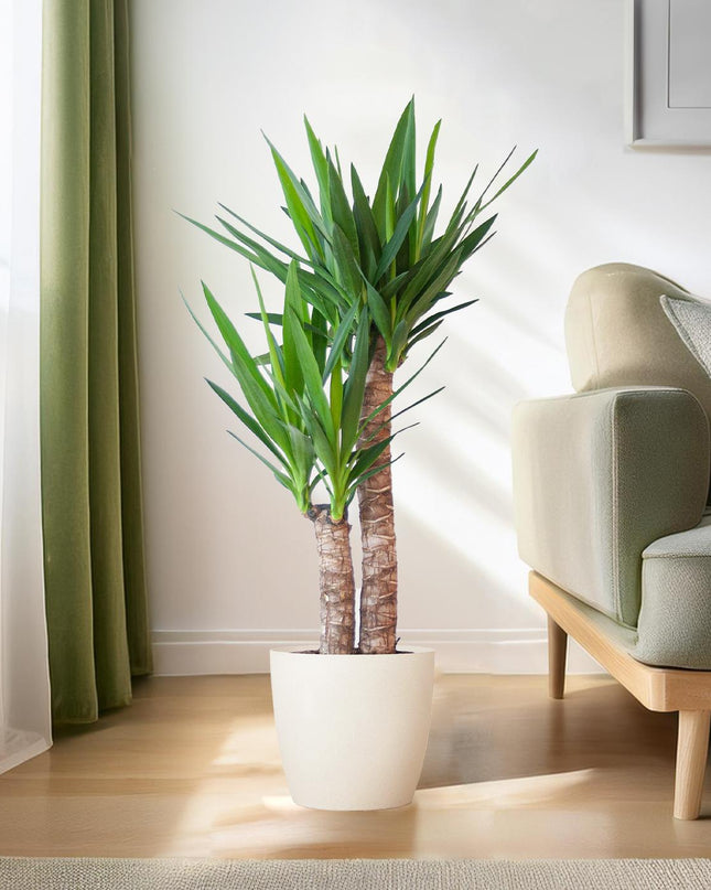 Yucca Elephantipes incl. pot Viber wit - 90cm - Ø21