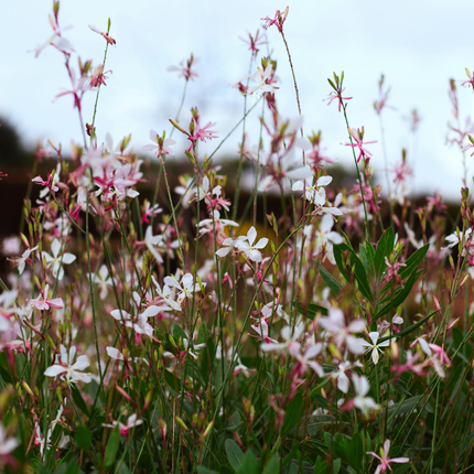 48x Gaura l. 'Whirling Butterflies' - ↕10-25cm - Ø9cm