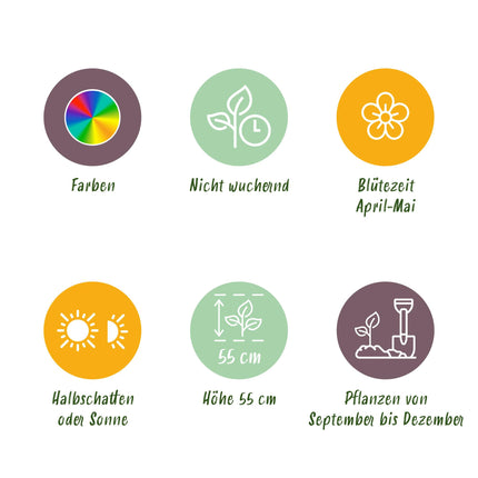 Bloembollen - Tulp Darwin Hybride Mix - Diversen Kleuren - 40 stuks - Bolmaat 10/12