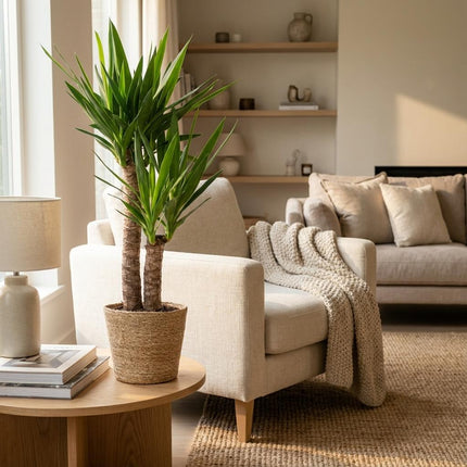 Yucca Elephantipes con cesta di erba marina naturale - 90cm - Ø21