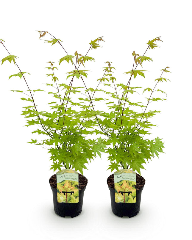 Acero giapponese - Acer palmatum Summergold - Giallo - 2 pezzi - Vaso 19 cm Altezza 70 cm