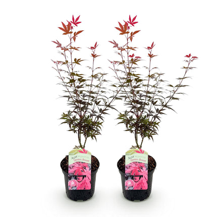 Japanse Esdoorn - 2 planten - Acer palmatum Skeetsers Broom - Paars - Bladverliezend - Pot 19cm Hoogte 70cm