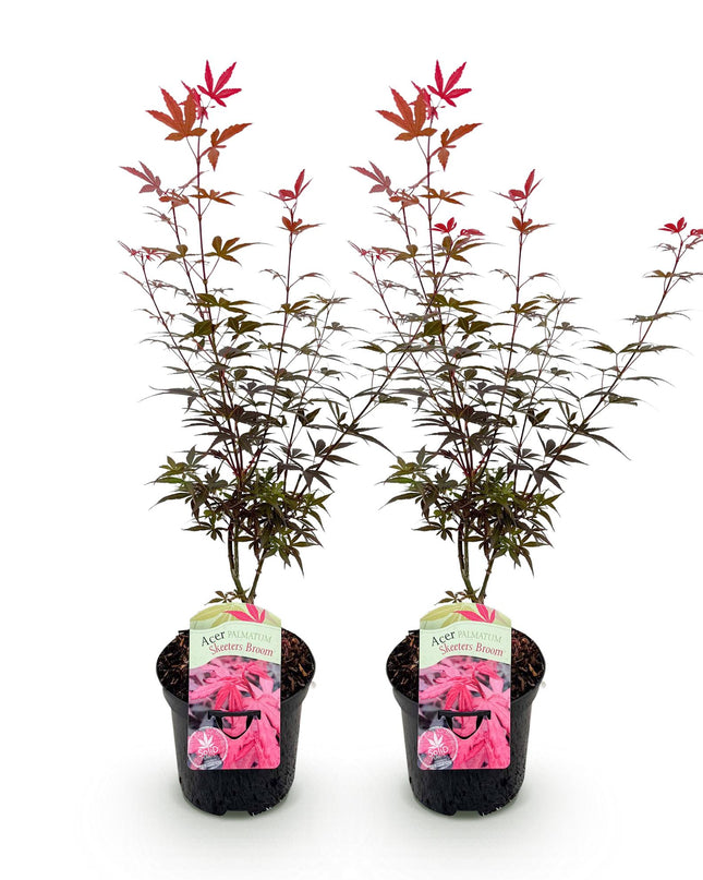 Japanse Esdoorn - 2 planten - Acer palmatum Skeetsers Broom - Paars - Bladverliezend - Pot 19cm Hoogte 70cm