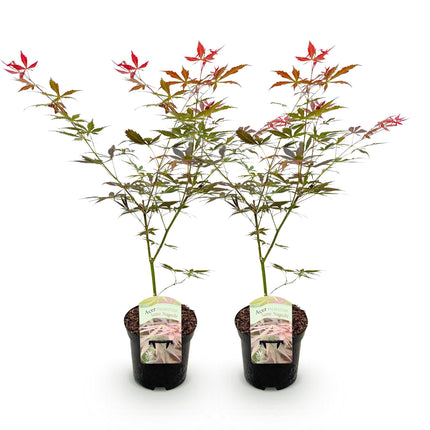 Japanse Esdoorn - Acer palmatum Sumi-nagashi - Rood - 2 stuks - Pot 19cm Hoogte 70cm