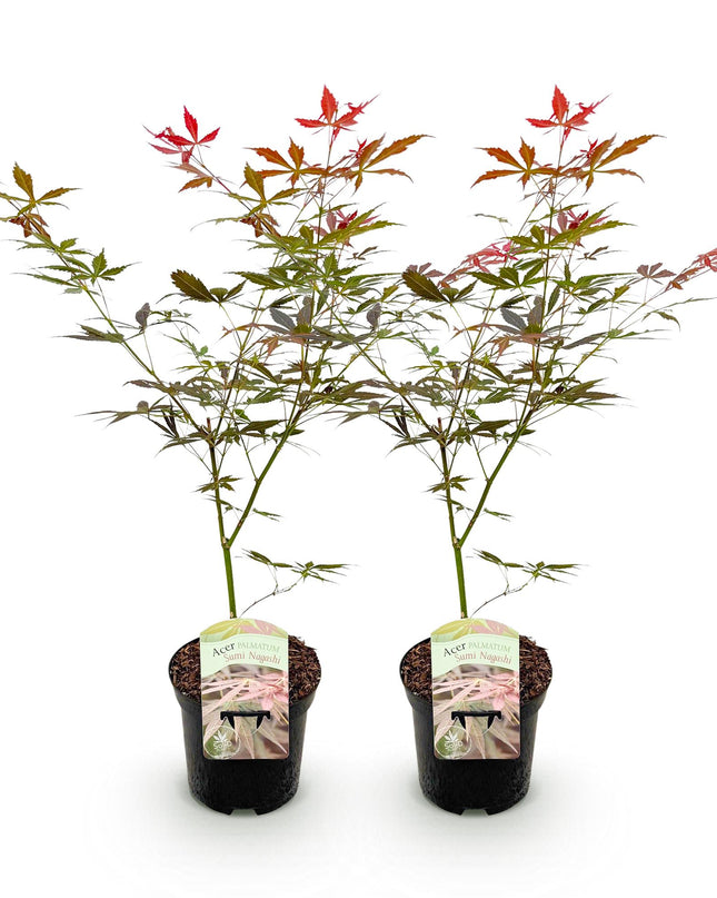Acero giapponese - Acer palmatum Sumi-nagashi - Rosso - 2 pezzi - Vaso 19 cm Altezza 70 cm
