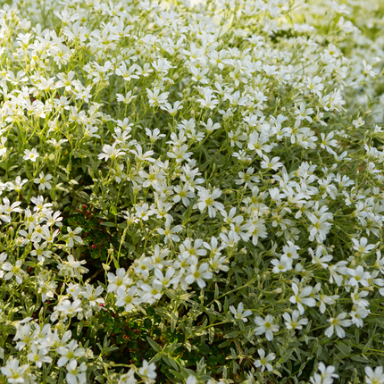 24x Cerastium tomentosum - ↕10-25cm - Ø9cm