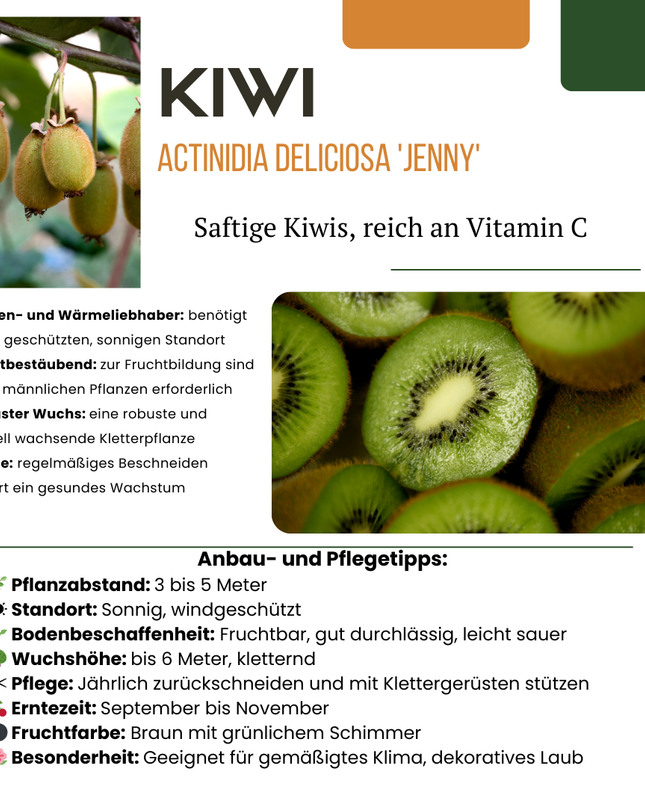 Mix di piante da frutto BIO 4 pezzi - Lampone/Mirtillo/Kiwi/Mora