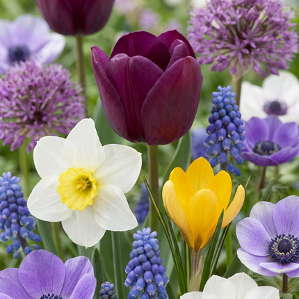 1000x Bulb Garden Mix - Zwiebelgartenmischung - Verschiedene - Sommerblüher - Zwiebelgröße 10/12