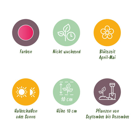 Bloembollen - Tulp Little Beauty - Kleur Donker Roze - 25 stuks - Bolmaat 6/7 - XXL Pack