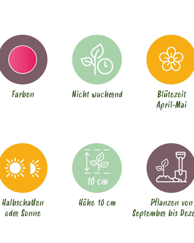 Bloembollen - Tulp Little Beauty - Kleur Donker Roze - 25 stuks - Bolmaat 6/7 - XXL Pack